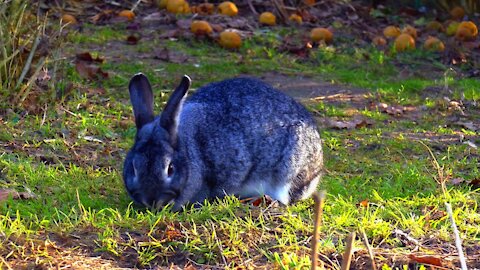 Cute Bunny in the Grasslands
