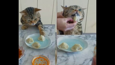 The cat stole the food