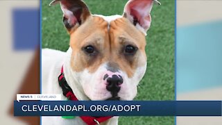 Cleveland APL Pet of the Weekend: 4-year-old pitbull mix with 'zest for life' named Wanda