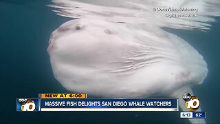 Massive Mola mola fish spotted in San Diego waters