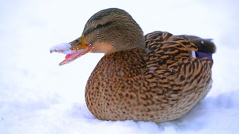 Female Arctic Mallard Duck Hen Eating Snow