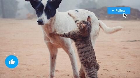 Angry cat with dogs