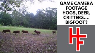 Game Camera Footage; Hogs, Deer, Critters....Bigfoot?