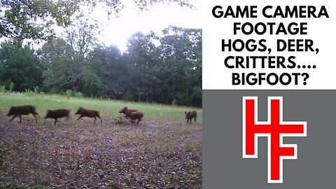 Game Camera Footage; Hogs, Deer, Critters....Bigfoot?