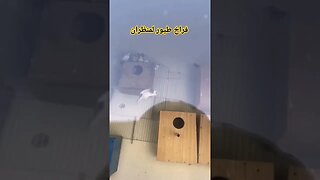 فراخ طيور لمنظران كيوت