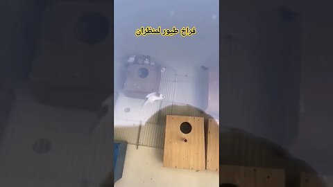 فراخ طيور لمنظران كيوت