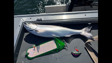 06-02-24 Folsom Lake, CA. King Salmon