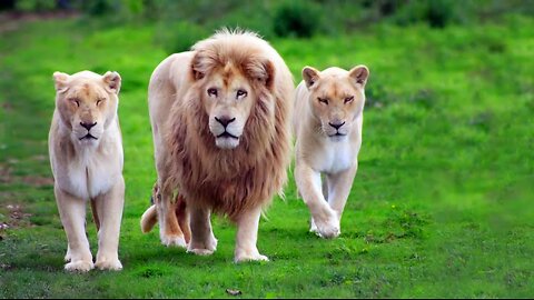 🦁👑"Beautiful Lion Family in the Wild"👑🦁