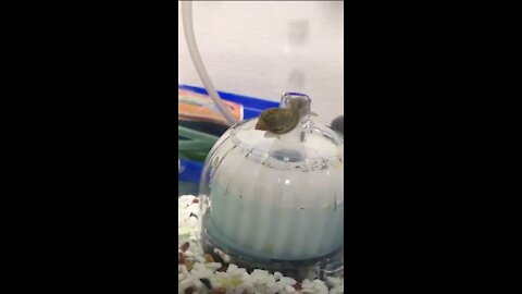 Little snail goes for a Ride !