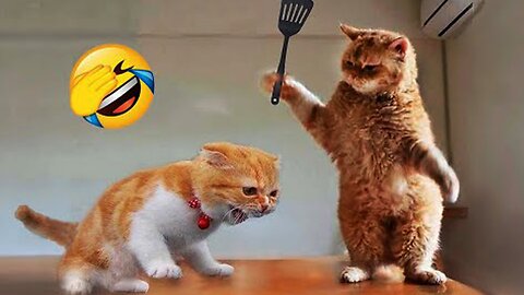 Funniest Animals 2023 New Funny Cats and Dogs Videos 😻🐶 Part 1