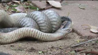 Ekstremt giftig slange sloss i Australia