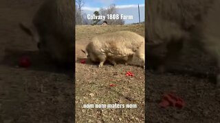 🐷🍅 KuneKune vs tomato!!!! #kunekune #pigs #farmlife