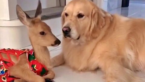 Golden Retriever and Baby Deer Are Adorable Friends