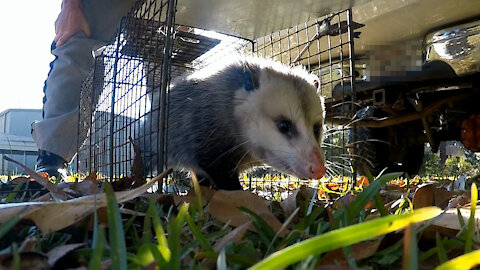 Trap possum