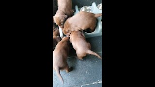 Puppy with poor table manners