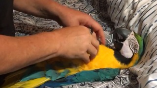 Turns Out That Birds Are Ticklish...