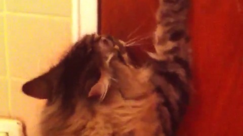 Cat tries to use doorknob with his paws