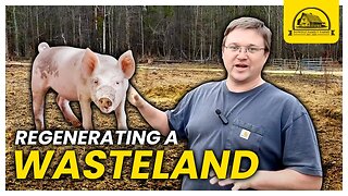 Reseeding A Pig Pasture Wasteland