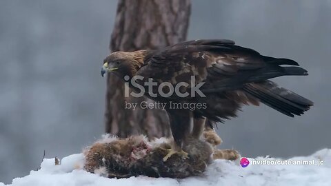 Eagle Eyes in the Arctic A Close Up Look at Arctic Raptors