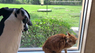 Cat Is Not Amused That Great Dane Interrupts His Bug Watching