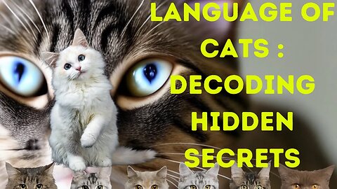 Cat Behavior Explained What Your Cat is Trying to Tell You, Language of Cats Decoding Hidden Secrets