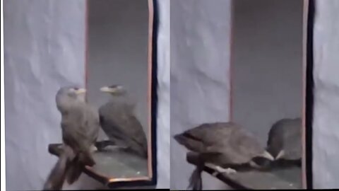 Funny Bird makes a laughing moments with mirror image
