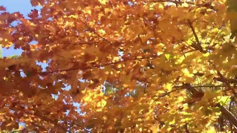 Beautiful Late October Fall Colors Massapequa Preserve