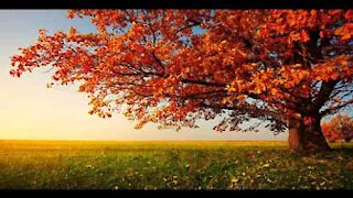 "Autumn Leaves" by Vince Guaraldi and his Quartet, Live October 1967