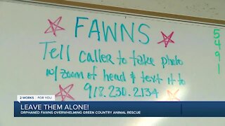 Local animal rescue wants you to 'leave fawns alone!'