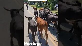 Small Town America The Heritage Series The Cattle Drive
