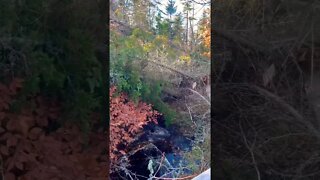 So Many Trees Knocked Down After the Hurricane