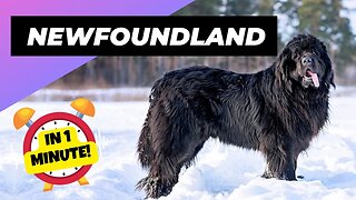 Newfoundland Dog - In 1 Minute! 🐶 One Of The Biggest Dog Breeds In The World | 1 Minute Animals