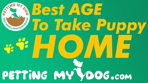 Best Age To Take Puppy Home - Is That 6, 8 or 12 Weeks?