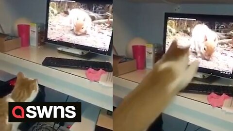 Hilarious moment cat launches himself at screen showing squirrel