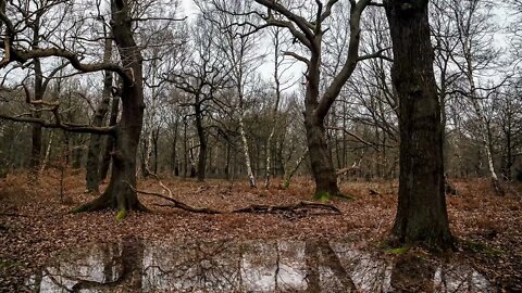 Calming rain on a large puddle in Sherwood Forest. Mansfield. UK