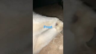 [Shorts 0056] FROST [#dogs #doggos #doggies #puppies #dogdaycare]