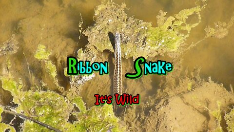 Ribbon Snake In Stream