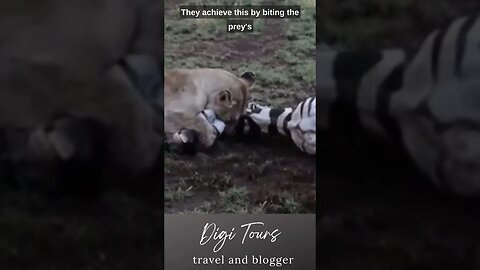 "Nature's Fury: Watch a Lion Takedown and Suffocate a Zebra"