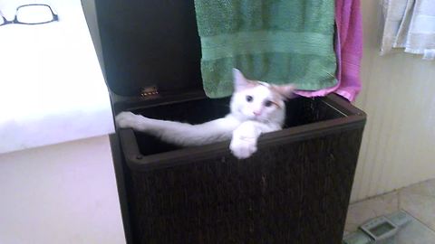 Cat gets Bested by Laundry Basket