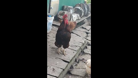 A black brown rooster is crowing.