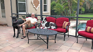 Happy Great Danes Enjoy Relaxing On Their New Lanai Loveseat
