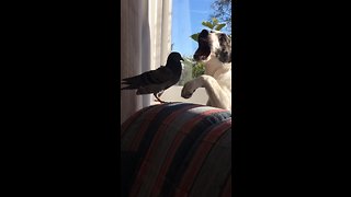 Pigeon And Puppy Enjoy Play-Fight Session