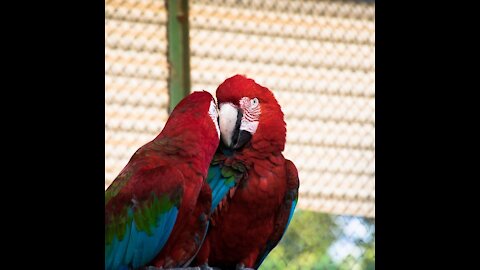 Caring Macaw Pair #Shorts #FunCinema