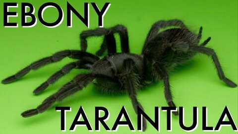 The Ebony Tarantula - Aphonopelma steindachneri Care