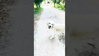 Off leash #goldenretriever #shorts