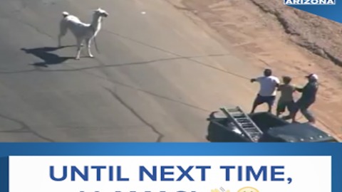 RELIVE THE LLAMA DRAMA - ABC15 Digital