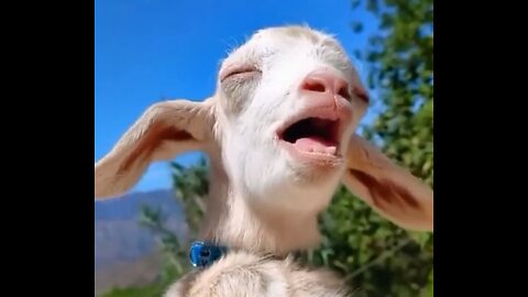 goat laughs funny