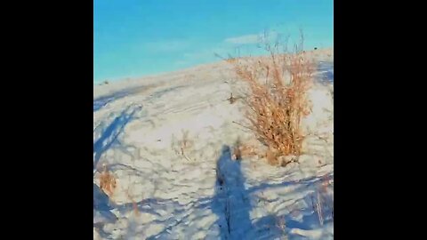 Colorado Pheasant Hunt in DEEP SNOW 23hs3