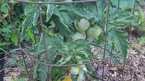 Mid July Garden Tour - The Garden Looks Like a Jungle - Throwback Thursday