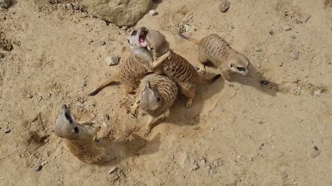 BATTLE OF MEERCATS FIGHT